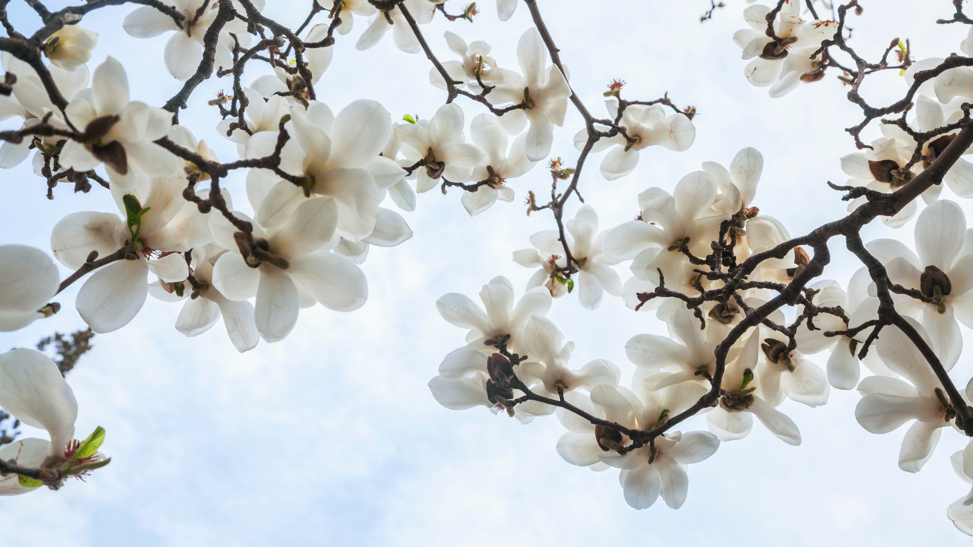Le Magnolia : l’ingrédient naturel anti-âge et purifiant